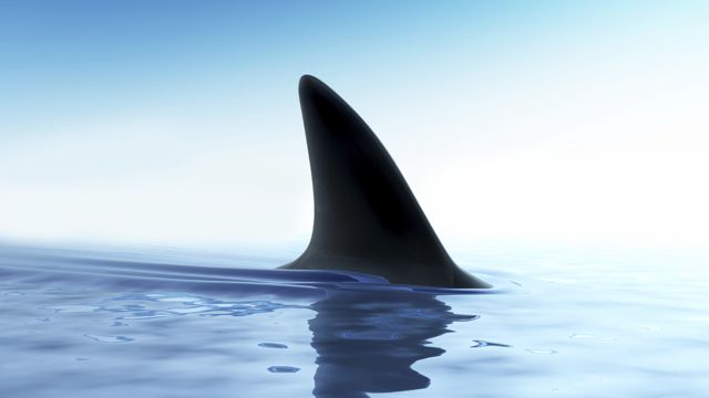 Peril like a lurking shark await businesses that silo business strategy and brand strategy decisions.